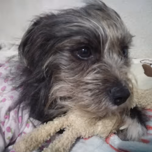 my dog pix