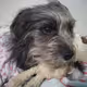 my dog pix