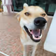 My dogi
