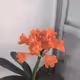 my father's flower