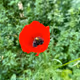 my flowers nft