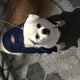 MyForeverPetFriends