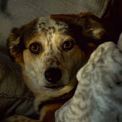 My Friend Stella - old