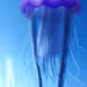 My Jellyfish