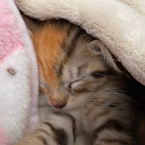 My Kitten Lily - old