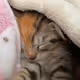 My Kitten Lily - old