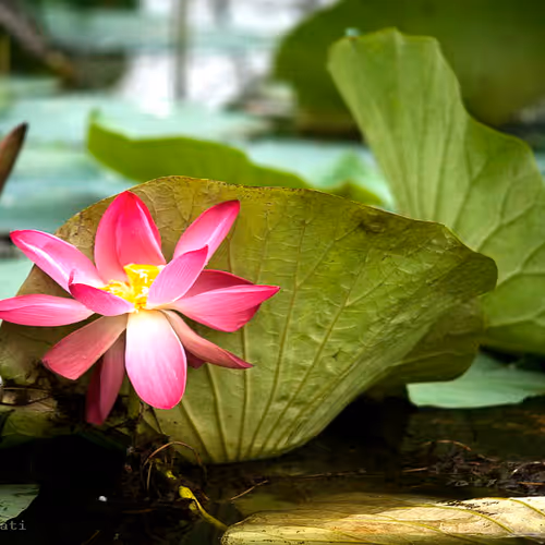 MY  Landscape PHOTOGERAPHY