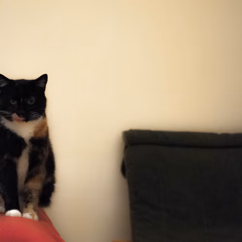 My lovely cat testing