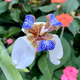 My Mothers Garden