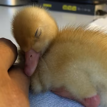 My pet ducks