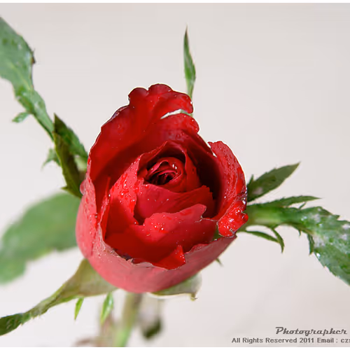 My Photography NFT