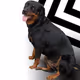 My RottWeiler Art