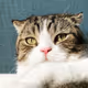 My Tiger Cat