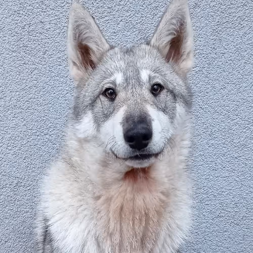 My west siberian laika Usakov - old