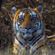 My Wildlife Expeditions - old