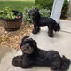 myBabyBears