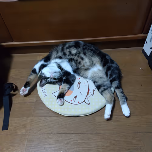 MCCW(My cats are the cutest in the world.)