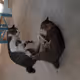 MyCatMeme - old