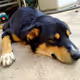 MydogchicNFT