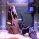 my fish fish