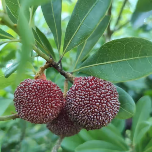 myFruit