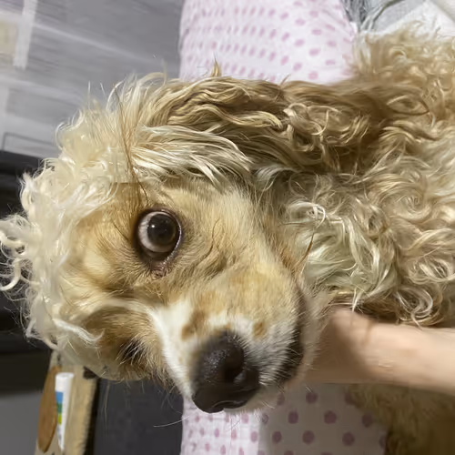 MyfunnyDog - old