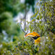 My Birds Story - old