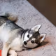 My Mini Husky