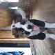 MyPet V4