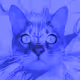 Mystic Cats
