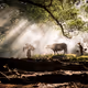 mystical lives - old