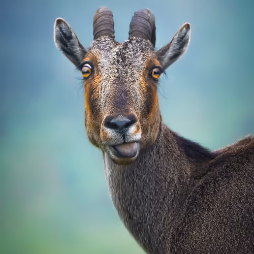 My Wildlife Story - old