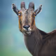 My Wildlife Story - old
