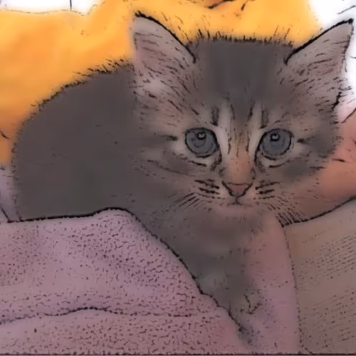 Lovely young Cat