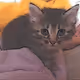 Lovely young Cat