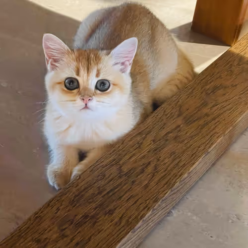 nabi the cat