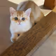 nabi the cat