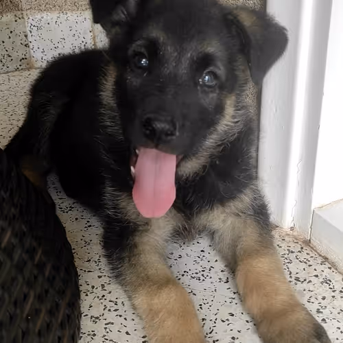 Nala baby- Pastor Aleman