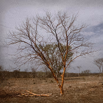 NAS QUEBRADAS DO SERTAO_