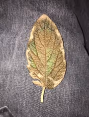 National Museum of the American Indian