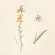 Native Flowers