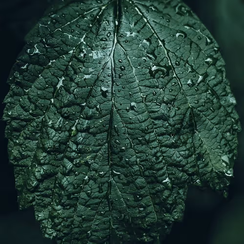 Nature Art Close