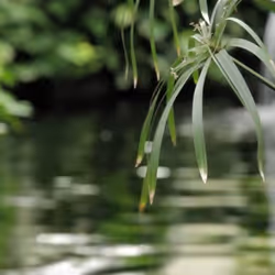 アイテム メディア プレースホルダー