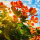 Nature by PhotoGenezis