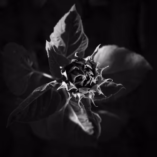 Nature by ReinisCouple - old