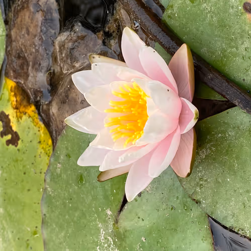 Nature collection 829