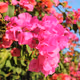 Nature; Flowers
