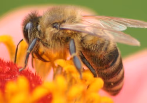 Nature I Bee