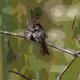 Nature in a Painting