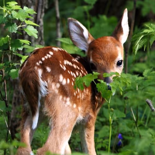 Nature-In-Appalachia